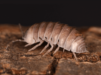 Ef105cd0196852974c0fb419bd846d04 400x300