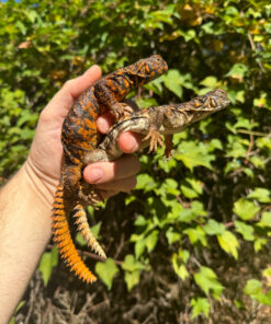 Red Niger Uromastyx Adult Pair #4 (Uromastyx geyri)