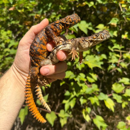 Red Niger Uromastyx Adult Pair #4 (Uromastyx geyri)