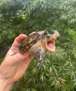 Vampire Musk Turtle Adult Female #2503 (Claudius angustatus)