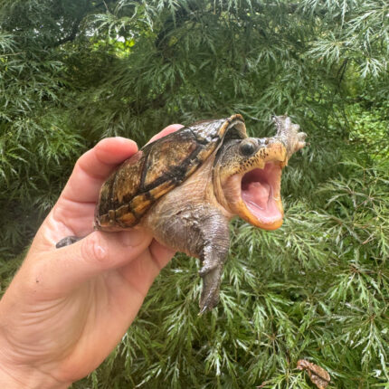 Vampire Musk Turtle Adult Female #2503 (Claudius angustatus)