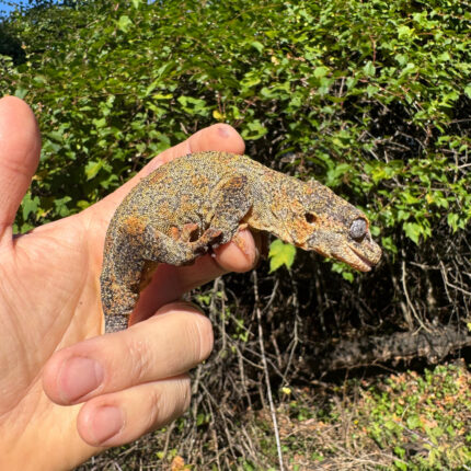 08455BD4 1E5A 404B B3FA AA99B16DB1EA 1024x 430x430