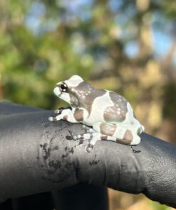 Amazon Milk Frog (Trachycephalus resinifictrix)