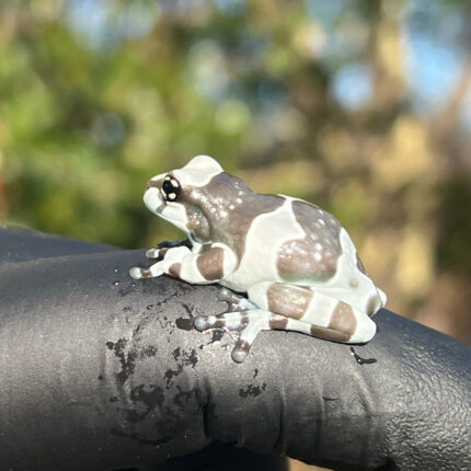 Amazon Milk Frog (Trachycephalus resinifictrix)