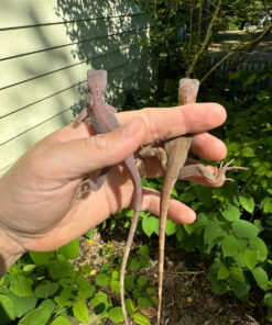 0B51E4CF BBBB 4C04 A457 240BF5C12643 1024x 247x296