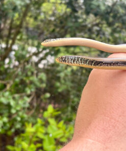 Eastern Glass Lizards (Ophisaurus ventralis)