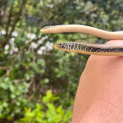 Eastern Glass Lizards (Ophisaurus ventralis)