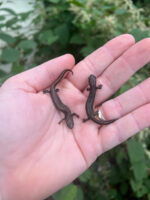 0D042D0B 1910 4FB6 9B8F DF8FFAFFFFD5 1024x 150x200