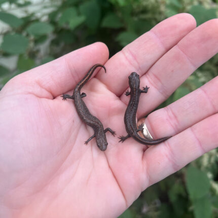 Danube crested newts (Triturus dobrogicus)