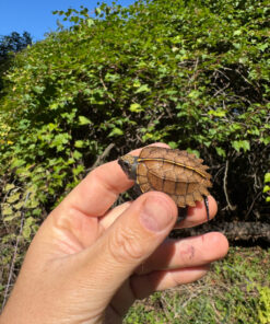 0F31236D D35E 4E59 B1F5 E2EC531AC0E7 1024x 247x296