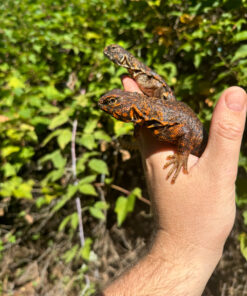 Alternative view of Red Niger Uromastyx Adult Pair #4 (Uromastyx geyri)