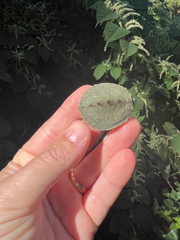 can reptiles live together