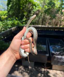 12693788 EEA4 4C6E 900E A5C2152116E1 1024x 247x296