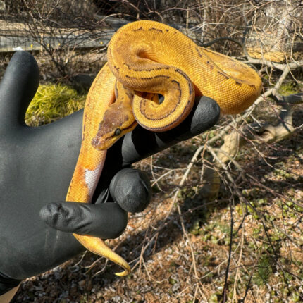 Pastel Pinstripe Low White Pied Ball Python Female #2 (Python regius)