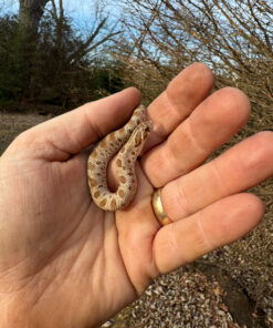 Anaconda Western Hognose Snake Female #2 (Heterodon nasicus)