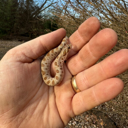 Anaconda Western Hognose Snake Female #2 (Heterodon nasicus)