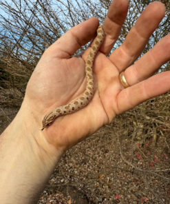 Alternative view of Anaconda Western Hognose Snake Female #2 (Heterodon nasicus)