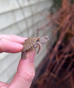 Alternative view of Texas Map Turtle Baby (Graptemus versa)