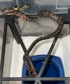 Amazon Tree Boa Baby 2023 CB #1 (Corallus hortulanus)