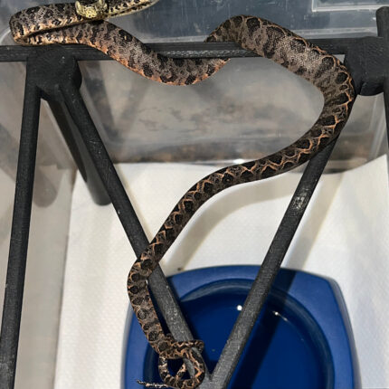 Amazon Tree Boa Baby 2023 CB #1 (Corallus hortulanus)