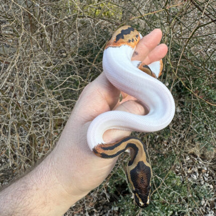 Hi White Pied Ball Python Female #1 (Python regius)