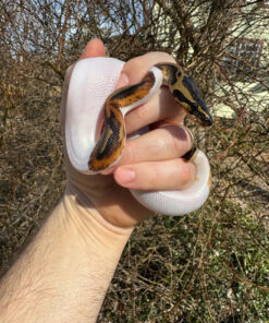 Hi White Pied Ball Python Female #2 (Python regius)