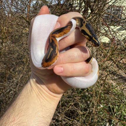 Hi White Pied Ball Python Female #2 (Python regius)