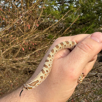 Anaconda Western Hognose Snake Female #3 (Heterodon nasicus)