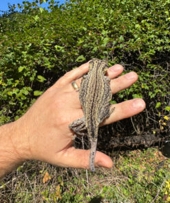 1D2CB85D 194A 47E6 871D 2044D91666A6 1024x 247x296