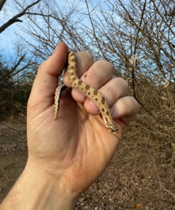 Anaconda Western Hognose Snake Female #1 (Heterodon nasicus)