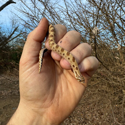 Anaconda Western Hognose Snake Female #1 (Heterodon nasicus)