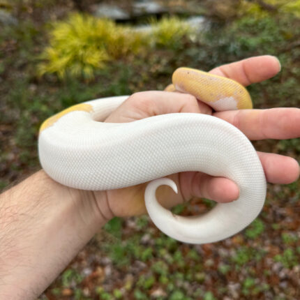 1E1E578B CB79 4B22 858F FE96917FE022 1024x 430x430