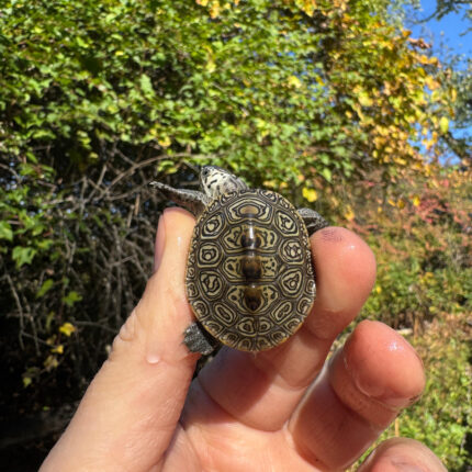 Hi White Concentric Diamondback Terrapin 2025 #5 (Malaclemys terrapin) Temp Sexed Female