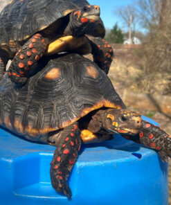 Barbados Red Foot Tortoise Adult Pair #2 (Chelonoidis carbonaria)