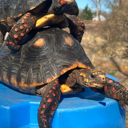 Barbados Red Foot Tortoise Adult Pair #2 (Chelonoidis carbonaria)