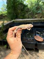 2576757D B1DD 43C0 8817 93A3FC19E6A7 1024x 150x200