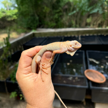 Crimson Red Albino Green Iguana 2024 #2 (Iguana iguana)
