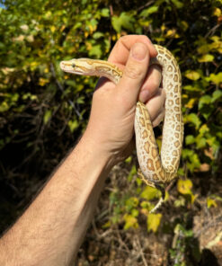 Hypo Burmese Python Female #1 (Python bivittatus)