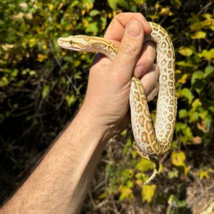 Hypo Burmese Python Female #1 (Python bivittatus)