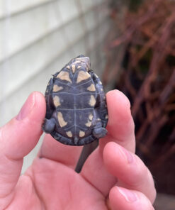 2A66AC9D 7023 422E B9AF 57770E12D21D 1024x 247x296