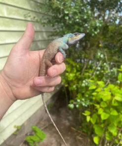 2A76BEA2 7603 4A99 87E2 78D7B5005E39 1024x 247x296