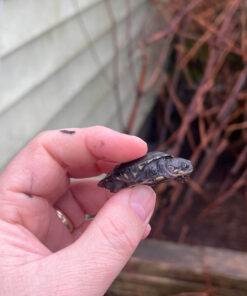 2B50BAF2 3D75 45E3 8A86 4DE1CE581763 1024x 247x296