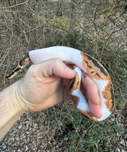 2E336D1F 1D62 4FC7 A3C2 C8D4CD5E7D1C 1024x 247x296