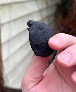 East African Mud Turtle Babies (Pelusios castanoides)