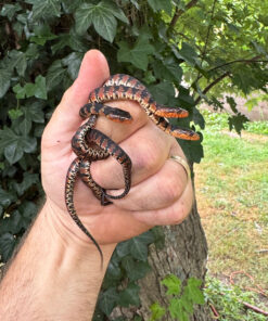 Broad Banded Water Snake CB Babies (CLUTCH #1) (Nerodia fasciata confluens)