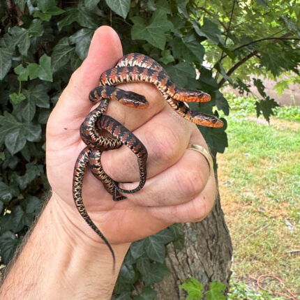 Broad Banded Water Snake CB Babies (CLUTCH #1) (Nerodia fasciata confluens)
