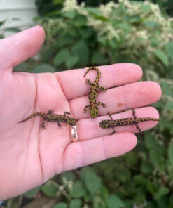 3332F0F3 FEE5 42E1 86CD 4B8AC79C9281 1024x 247x296