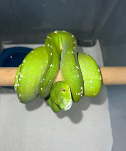 Aru Green Tree Python Male #1(Morelia viridis)