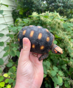 3487DD4C 4114 48EC A7DC 030C8067311A 1024x 247x296