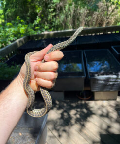 Florida Blue Garter Snake Adult Female #3 (Thamnophis sirtalis similis)